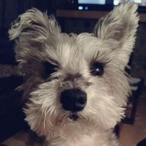 Meet your Posher, Tracy